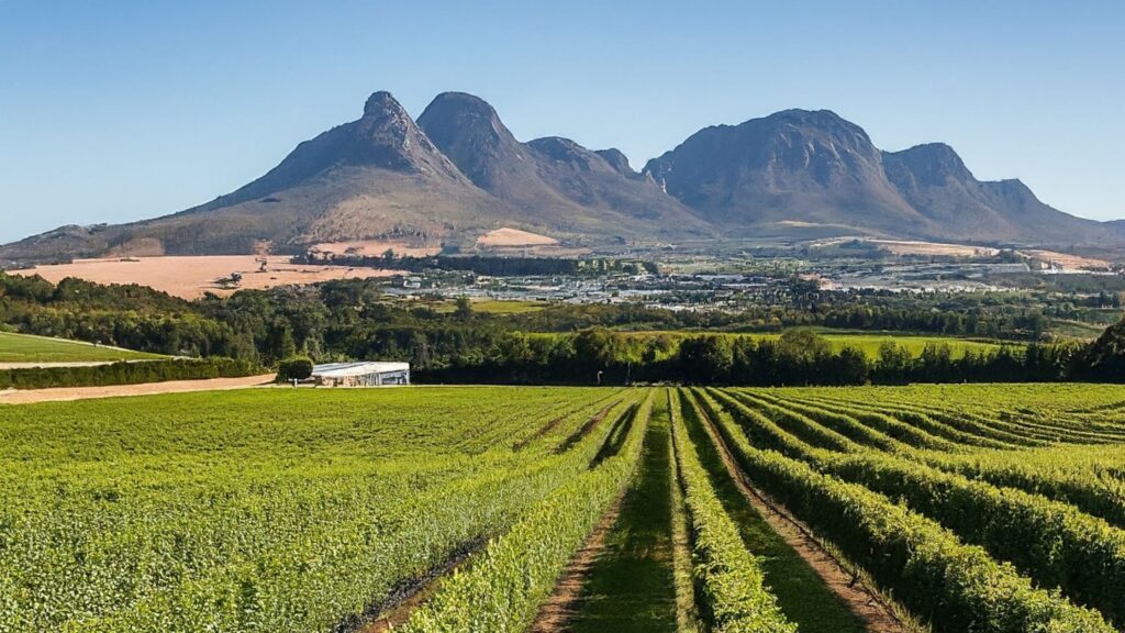 Sip Soar Savour helicopter wine tour Cape Town Franschhoek picnic