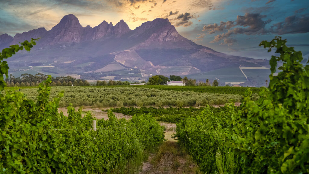 Grape Escape luxury helicopter wine tour estate landing Cape Winelands