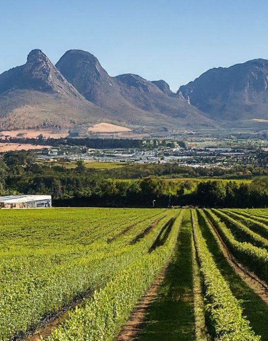 Sip Soar Savour helicopter wine tour Cape Town Franschhoek picnic
