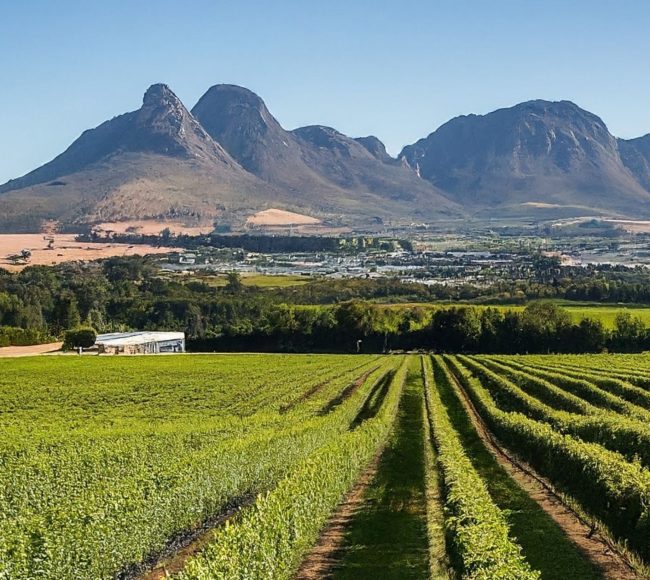Sip Soar Savour helicopter wine tour Cape Town Franschhoek picnic
