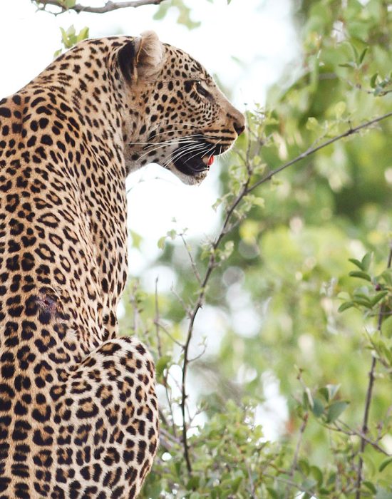 leopard_1774063568219-BfuI2jo5