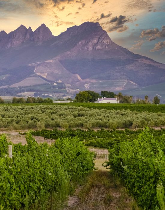 Grape Escape luxury helicopter wine tour estate landing Cape Winelands