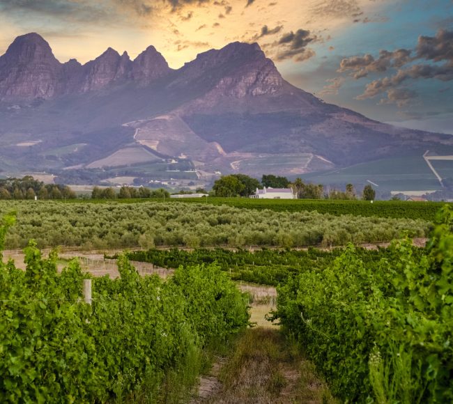 Grape Escape luxury helicopter wine tour estate landing Cape Winelands